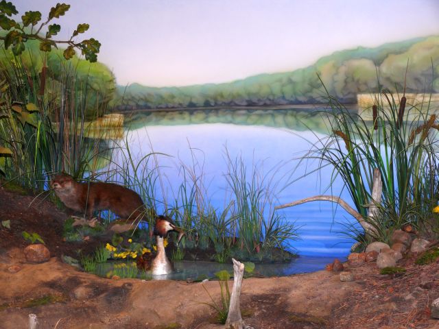Fertiges Diorama eines Fuchs-Baus